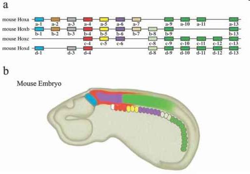 doi: 10.1210/en.