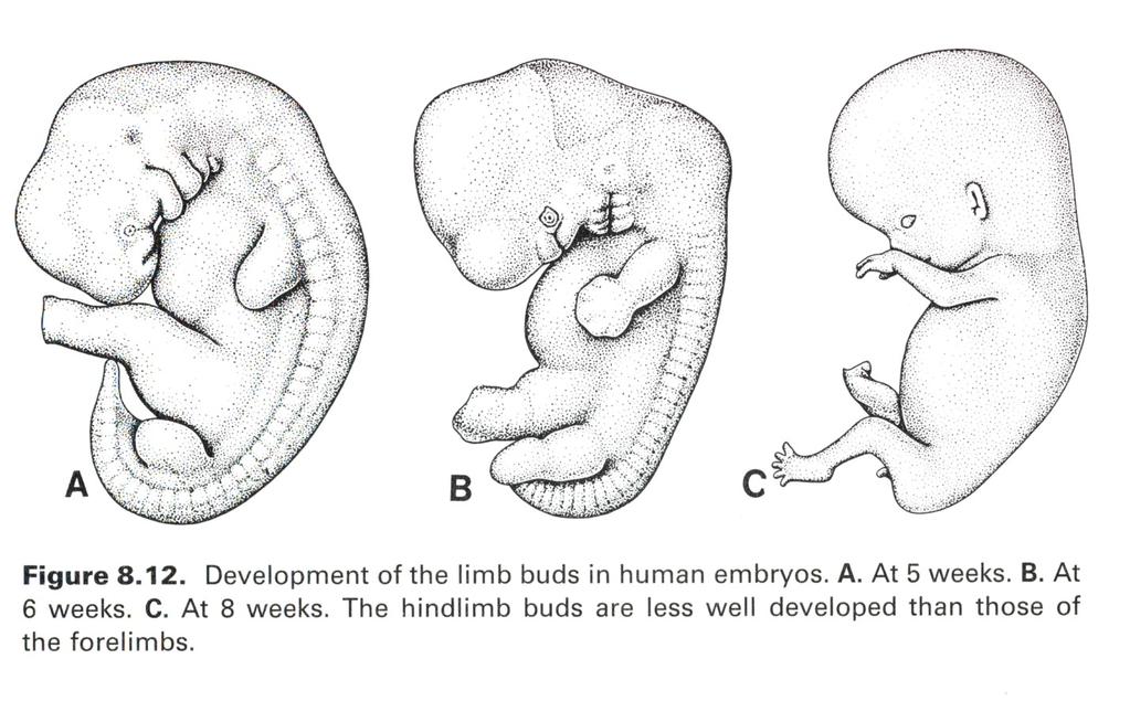 Příklad organogeneze - vývoj končetin 4. týden končetiny v podobě vychlípenin ventrolaterální stěny Apikální ektodermální výběţek (AER) 6.