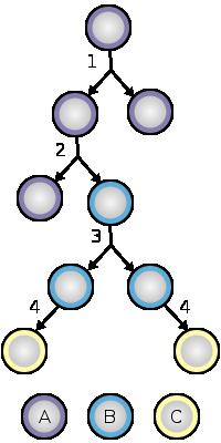 model rané embryogeneze, histogeneze, význam pro