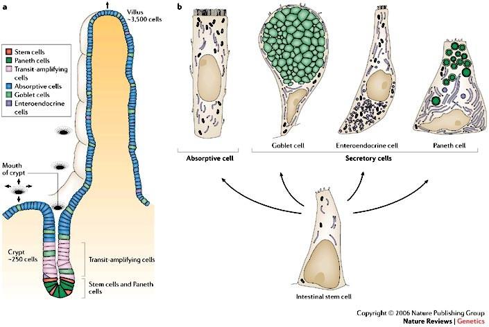 buňky - regeneration and renewal of tissues - GIT,