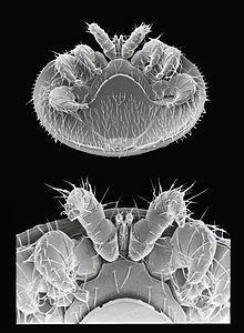 wikimedia.org/wiki/file:varroa_destructor_sem_sup_front.