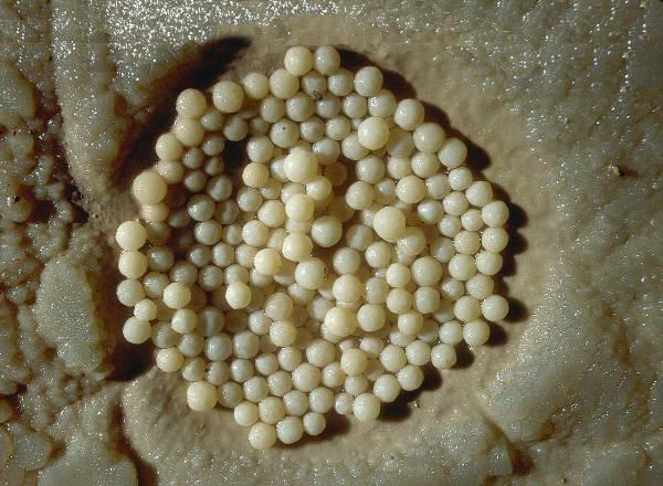 Jeskynní perly drobné kulovité sintrové tvary o průměru až 3 cm Erozní - z