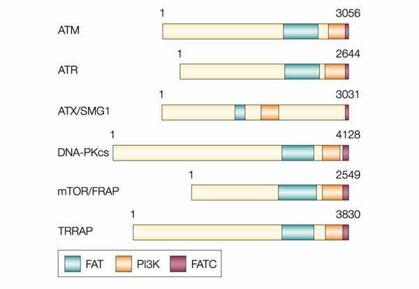 Obr. 4 ATM a příbuzné protein kinázy podílející se na udržení integrity genomu.