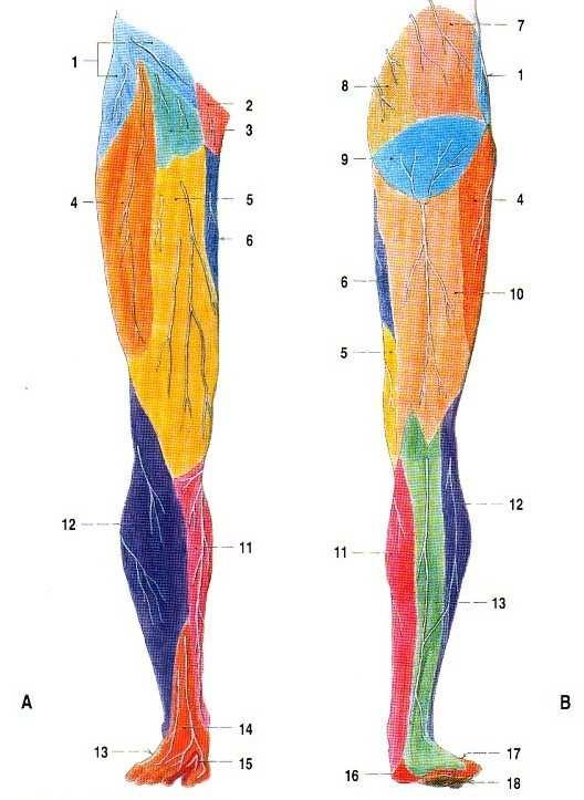 Při poruše v oblasti kořenů, plexů a periferních nervů mohou vzniknout i poruchy cítivosti, kvůli poškození senzitivních vláken, které probíhají často v jednom svazku s motorickými vlákny.