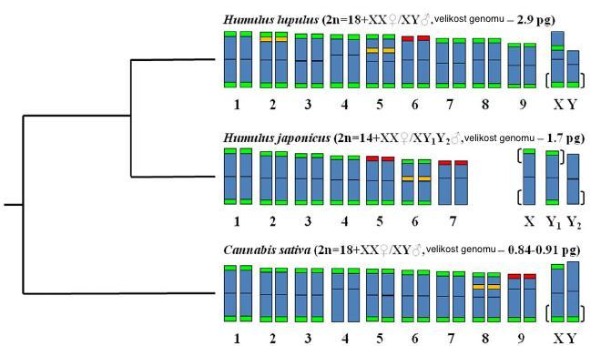 Obrázek 3: Zjednodušený fylogenetický strom čeledi Cannabaceae s ideogramy (upraveno Divashuk et al., 2014) 3.1.3 Využití konopí Cannabis sativa L. je přadnou a olejnatou kulturní rostlinou.