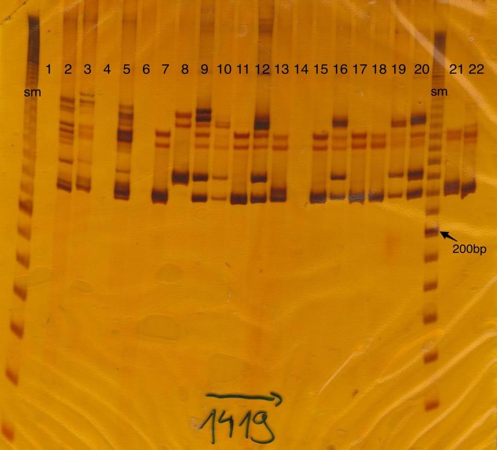 Obrázek 5: Nasnímaný polyakrylamidový gel, marker CAN1419 Vysvětlivky: sm- velikostní markery (DNA ladder); 1 - Finola, 2 - Tiborszálási, 3 - Tisza, 4 - Kompoli, 5 Kompoli hybrid TC, 6 Carmagnola, 7
