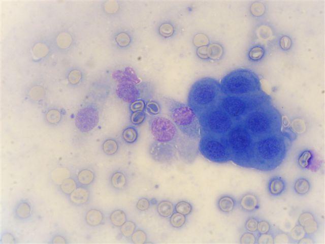 49 Obr. 23: Cytologický preparát z nosní dutiny (pes; 12 let; jezevčík).