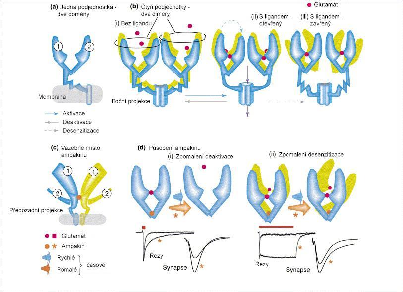 4.5.1 Mechanismus účinku Jak už bylo zmíněno výše, hlavním mechanismem působení ampakinů na CNS je pozitivní modulace AMPA receptorů.