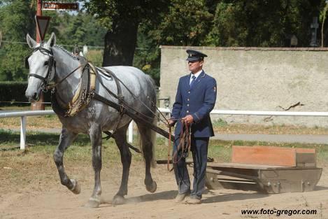 Výkonnostní zkoušky starokladrubských klisen ve Slatiňanech, 13.-14.9.2016 Ke zkouškám výkonnosti nastoupilo 15 klisen, z toho 12 vranek v majetku Národního hřebčína Kladruby nad Labem, s.p.o. a 3 klisny privátních chovatelů ( bělka, hnědka a vranka).