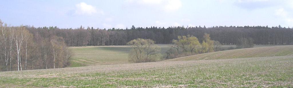 nevonný (Tripleurospermum inodorum) ad.), ze vzácnjších druh roste na poli plevel ostrožka straka (Consolida regalis), která se adí mezi druhy vzácnjší (podle erveného seznamu východních ech (1995)).