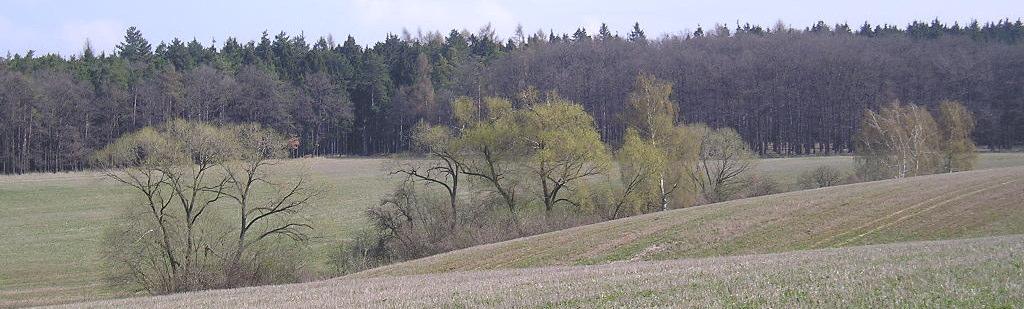 Obrázek. 6: Porost v širokém úvozu v severní ásti lokality Zájmová plocha pedstavuje smrem k jihu lehce svažitý terén s pevýšením cca 8-10 m 