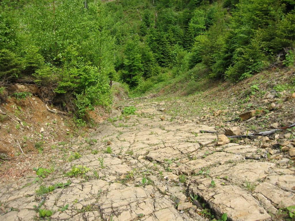 Lesy zvláštního určení (С) plnění společenských funkcí lesa (využití lesa veřejností, kdy vytváří významnou část životního prostředí) Cílem veřejného