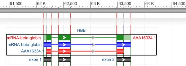 a) gen mrna CDS b) >gb U037. HUMHBB:687-678 Human beta globin region on chromosome Obr.. - Lidský -globin HBB a) Mapa HBB rozložení na. chromozomu člověka.