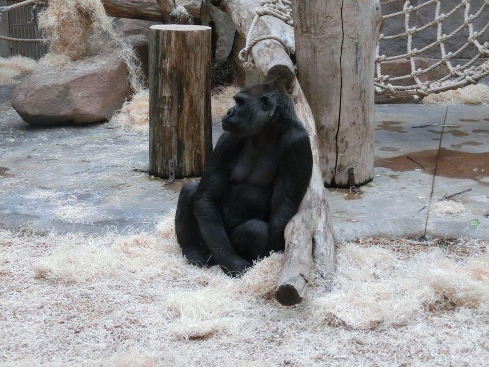 Obrázek 1 Gorila nížinná (foto autorka) 1 5.1.2 Orangutan sumaterský Podle Vančaty (2003) jsou orangutani typičtí stromoví primáti, kteří se však velmi často a obratně pohybují po zemi.