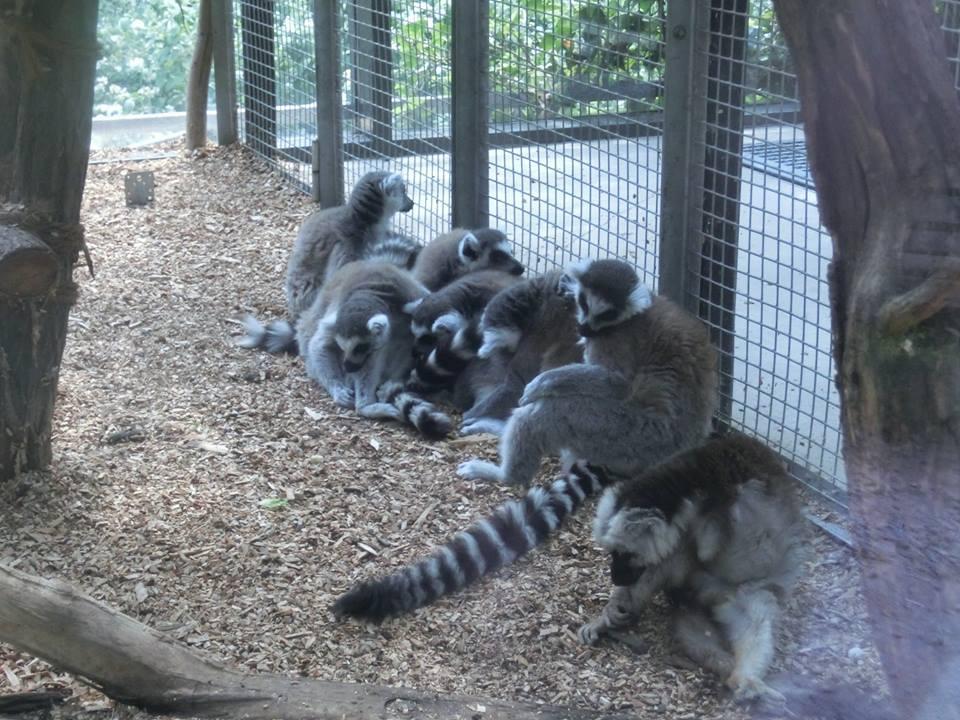 dovědět základní informace o lemurech. U lemurů drţí hlídku vţdy alespoň jeden zaměstnanec zoo.