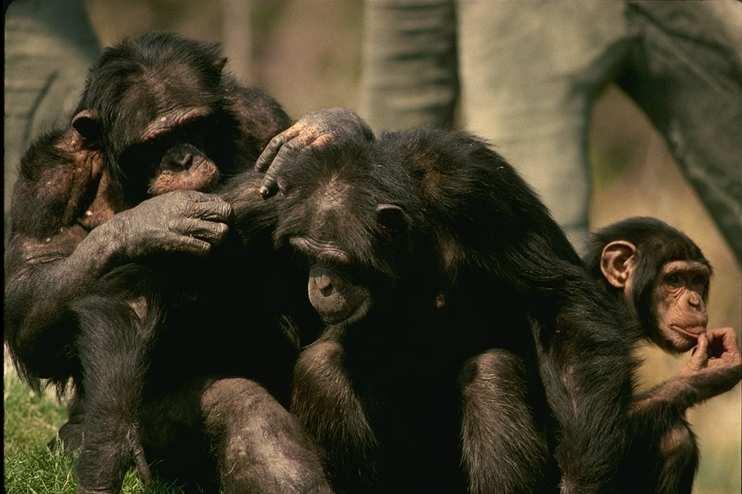 Hrozící šimpanz
