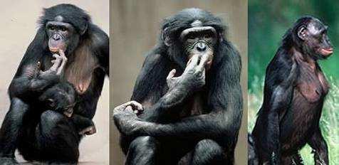 bonoba s matkou
