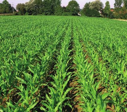 Výsledky potvrdily očekávání: Při pěstování kukuřice na siláž bylo prokázáno zvýšení výnosu o jedenáct procent, při využití na sklizeň zrna pak o osm procent.
