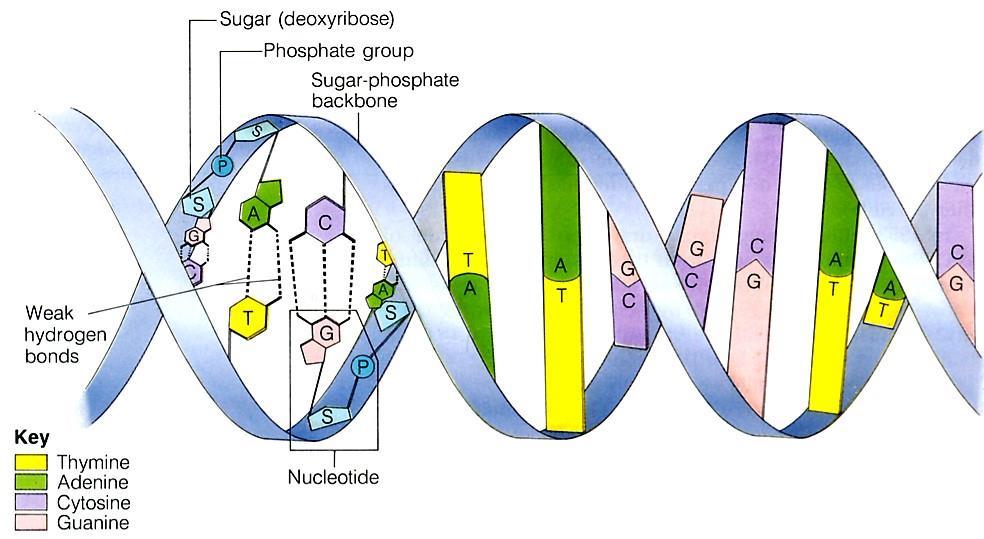 Základní metodou kriminalistické genetiky je genetická analýza. Díky zkoumání molekuly DNA bylo zjištěno, že její struktura je u každého člověka jedinečná (výjimkou jsou jednovaječná dvojčata).