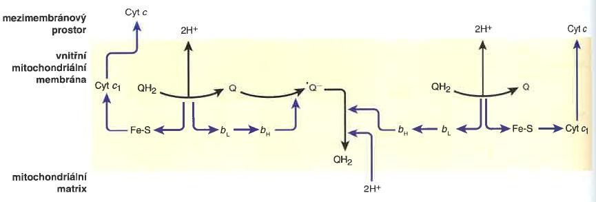 Cyklus koenzymu Q otočení 1 cyklu vede k oxidaci 2 QH 2 na Q za uvolnění 4 H + do
