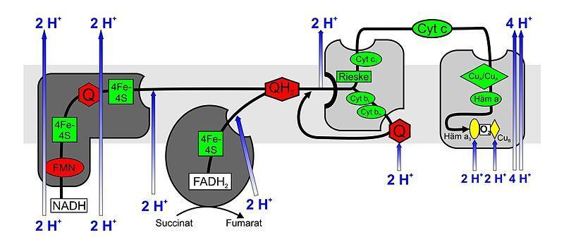 Komplex IV cytochrom c: kyslík-oxidoreduktáza cytochrom c oxidáza přenos 4 elektronů z cyt c na O 2 se zapojením hemových