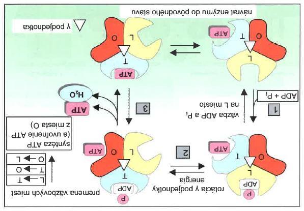 a tvorba ATP uvolnění ATP po změně