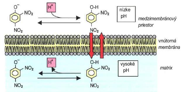 Odpojovače (rozpojovače) oxidativní fosforylace odpojovače odpojení oxidace v dýchacím řetězci od fosforylace in vivo toxické sloučeniny způsobující