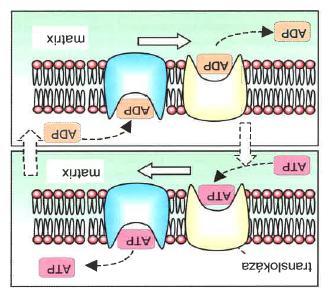 Přenos ADP/ATP přes
