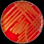 (modified CCDA - Preston) McKay M-CP agar izolace a kultivace Campylobacter spp. hlavně C. jejuni, C. coli a C.
