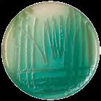 ) pomocí diskové difúzní metody dle CLSI testování citlivosti náročných bakterií (Streptococcus spp. atd.