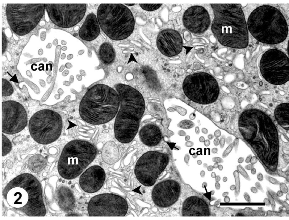 J Cell Sci