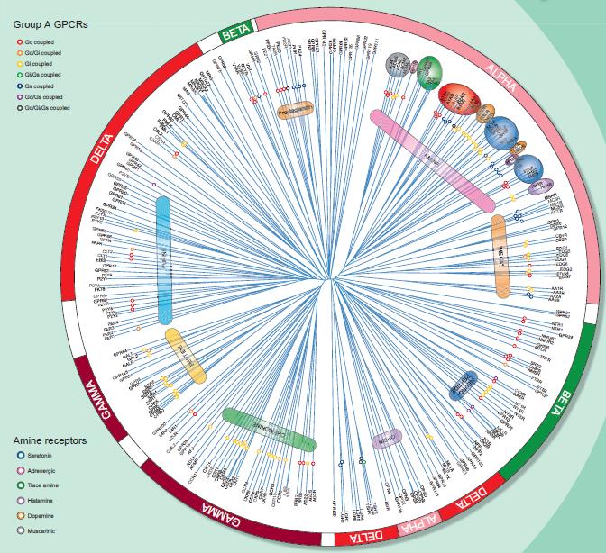 Receptory Endogenní ligandy GPCR Biogenní amíny