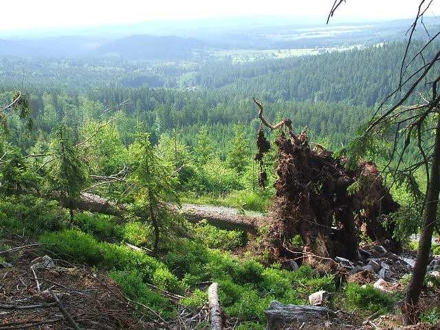 čerstvě vlhké, vlhké až mokré. Půdním typem je pseudoglej typický nebo podzolový, stagnopseudoglej nebo pseudoglejový podzol.