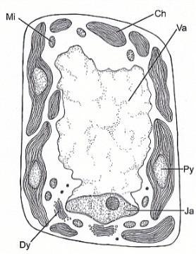 vakuola, Py pyrenoid, Ja jádro, Dy diktyozóm), (Krautová, http://www.sinicearasy.cz/134/bacillariophyceae).