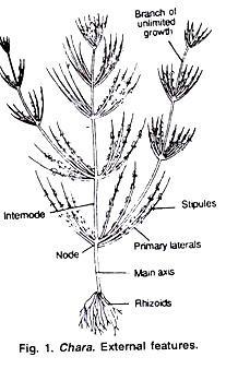 Obr. 14.: Chara (http://cdn.biologydiscussion.