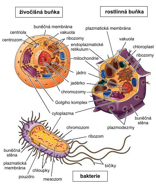 Prokaryota vs. Eukaryota Pracovní list pro žáky Obr. 16.: Prokaryotická a eukaryotická (živočišná a rostlinná) buňka (http://www.