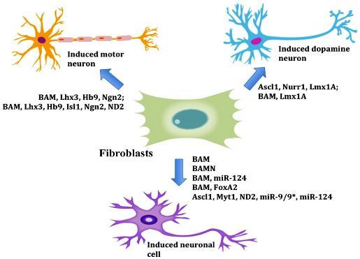 (pomocí faktorů Lhx3, Hb9, Isl1, Ngn2 a NeuroD1) (Son et al., 2011) a neurální kmenové buňky (Pang et al., 2011), jak je znázorněno na obrázku 3. Obr.