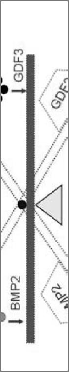 hescs niche regulace Smad1 signální (diferenciační)