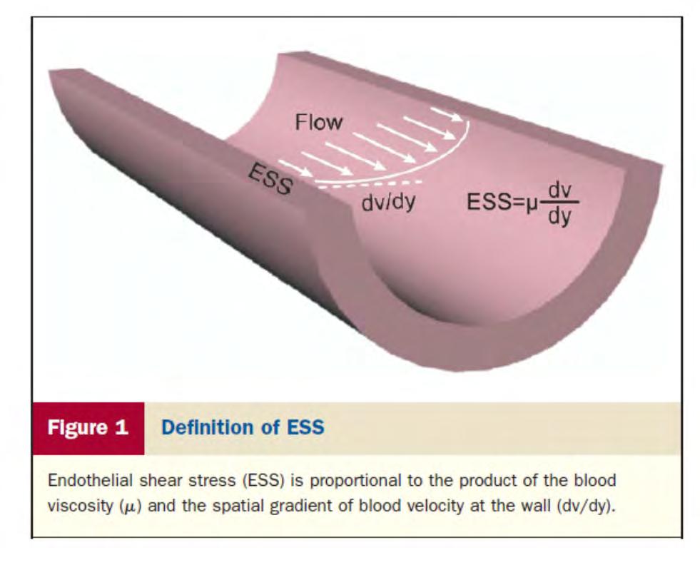 Wall / endothelial shear