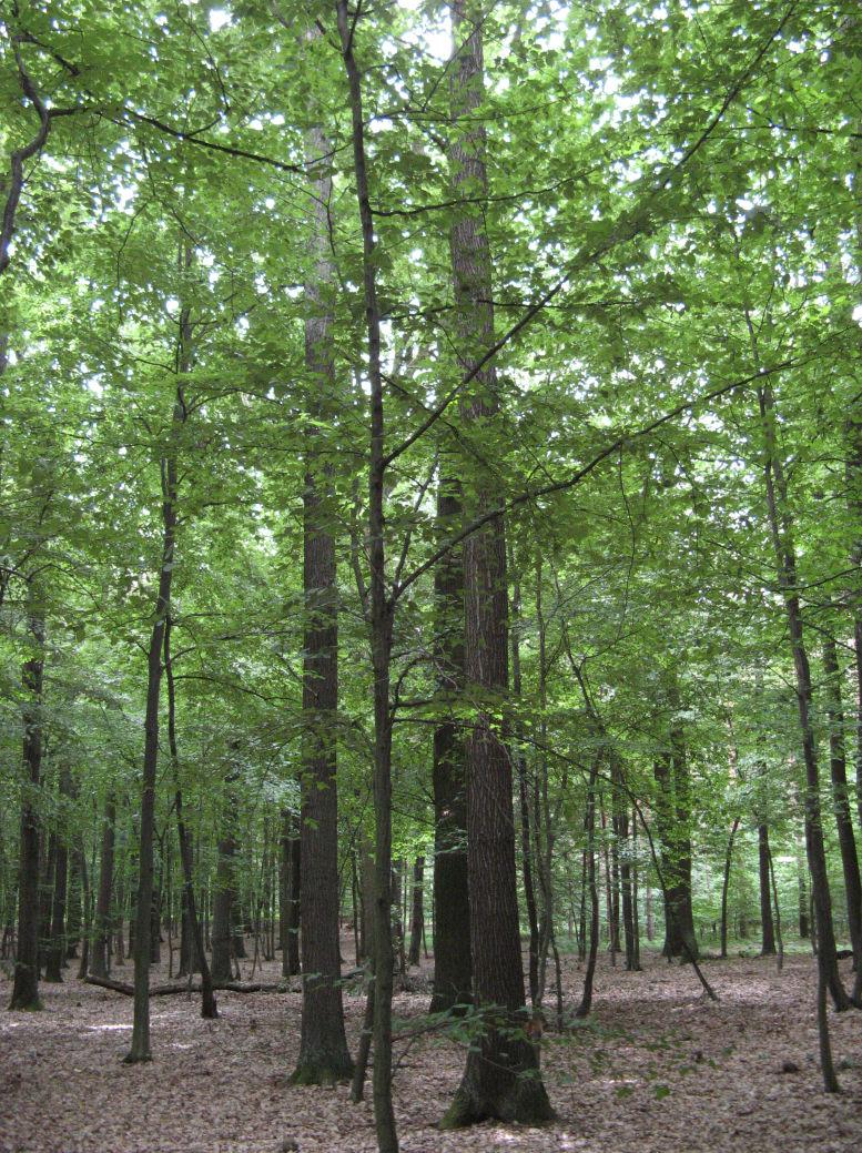 Informace o nakládání s reprodukčním materiálem lesních dřevin ČR 20