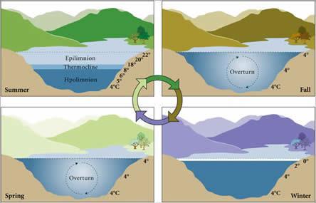 Schéma sezónního cyklu termiky jezera mírného pásma letní