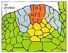 Apikální meristém dvouděložné rostliny 5 s