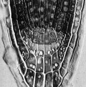 Kořenový apikální meristém epidermis Kořenový