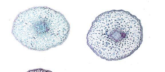 Physiology stélé www.plantsci.cam.ac.