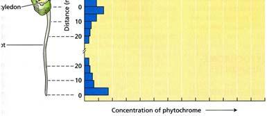 P fr stimuluje kvetení dlouhodenních rostlin P fr inhibuje kvetení krátkodenních rostlin Krátký den = dlouhá noc Krátkodenní rostliny Potřebují dlouhou noc (kritická