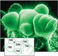 (FLOWERING LOCUS T (FT) - florigen?