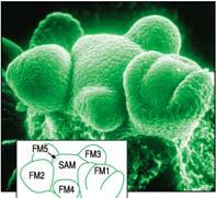 meristém přechodné stádium mezi vegetativní na generativní fází EMBRYONIC FLOWER (EMF) emf -přeměna embryonálního stonkového