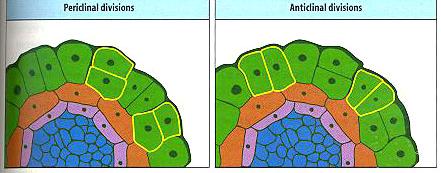 molecularexpressions.