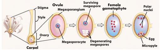 Megasporogeneze a