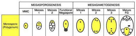 WUSCHEL (WUS)